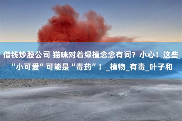 借钱炒股公司 猫咪对着绿植念念有词？小心！这些“小可爱”可能是“毒药”！_植物_有毒_叶子和